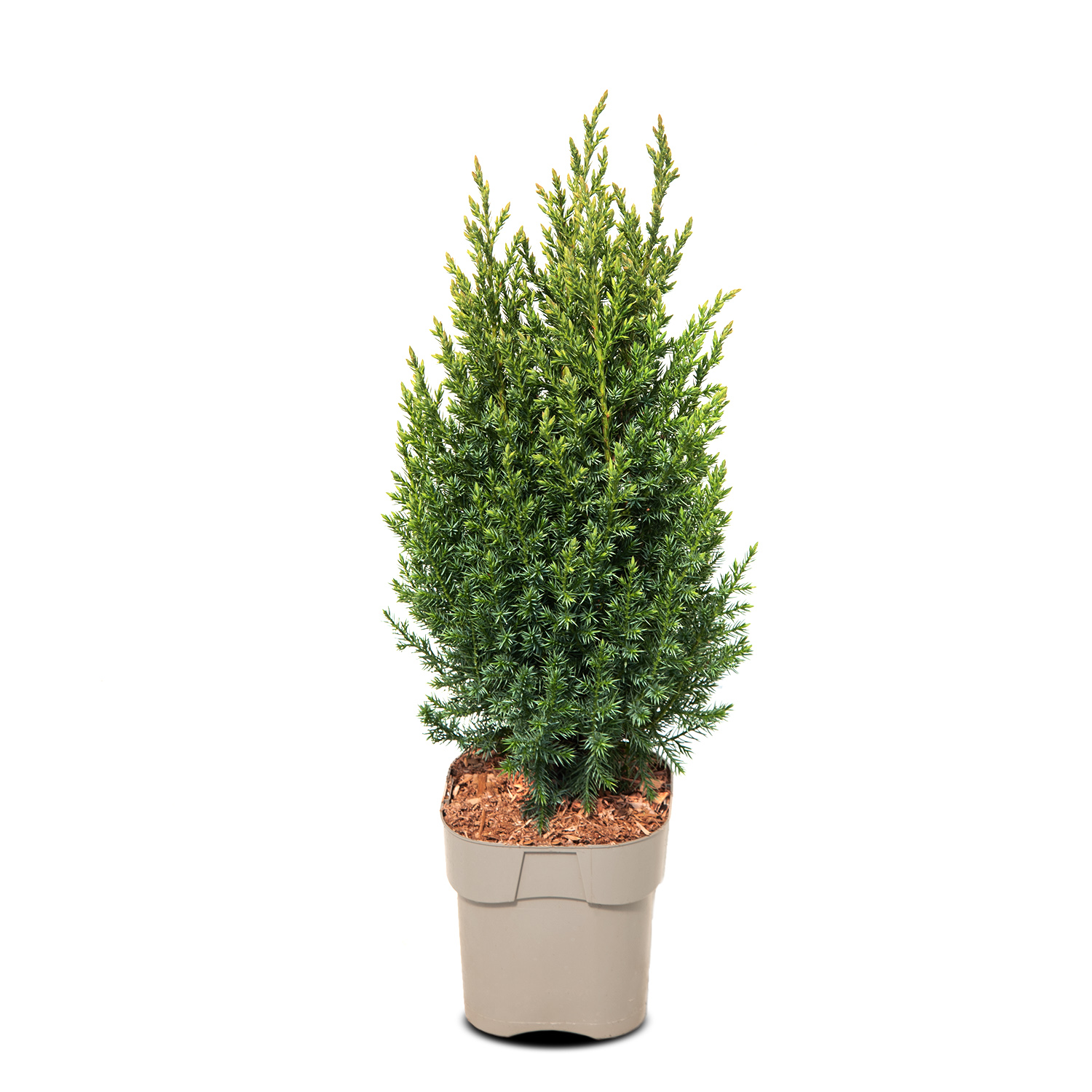 Можжевельник китайский Стрикта